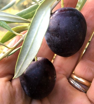 Susanna Mano olive