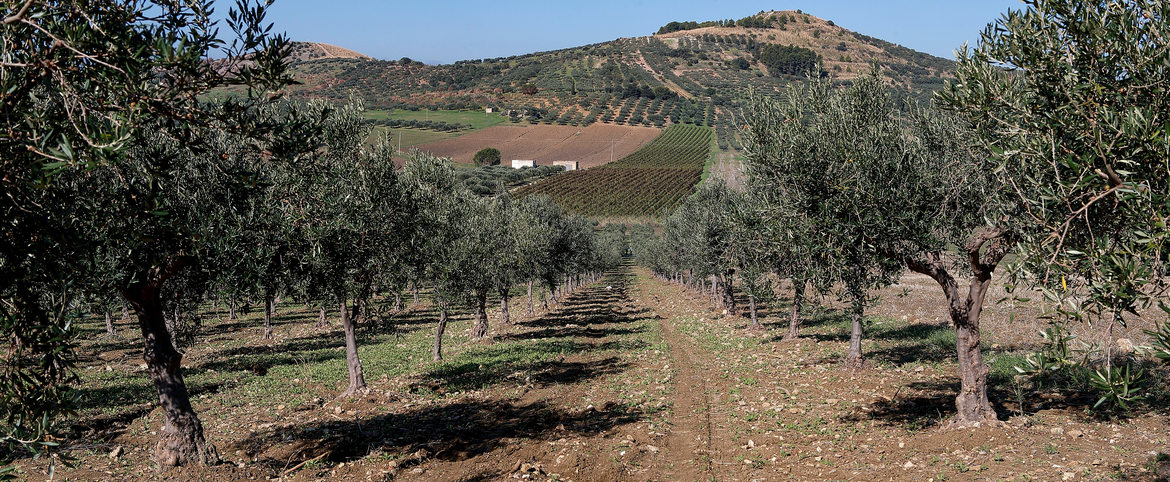 I nostri oliveti