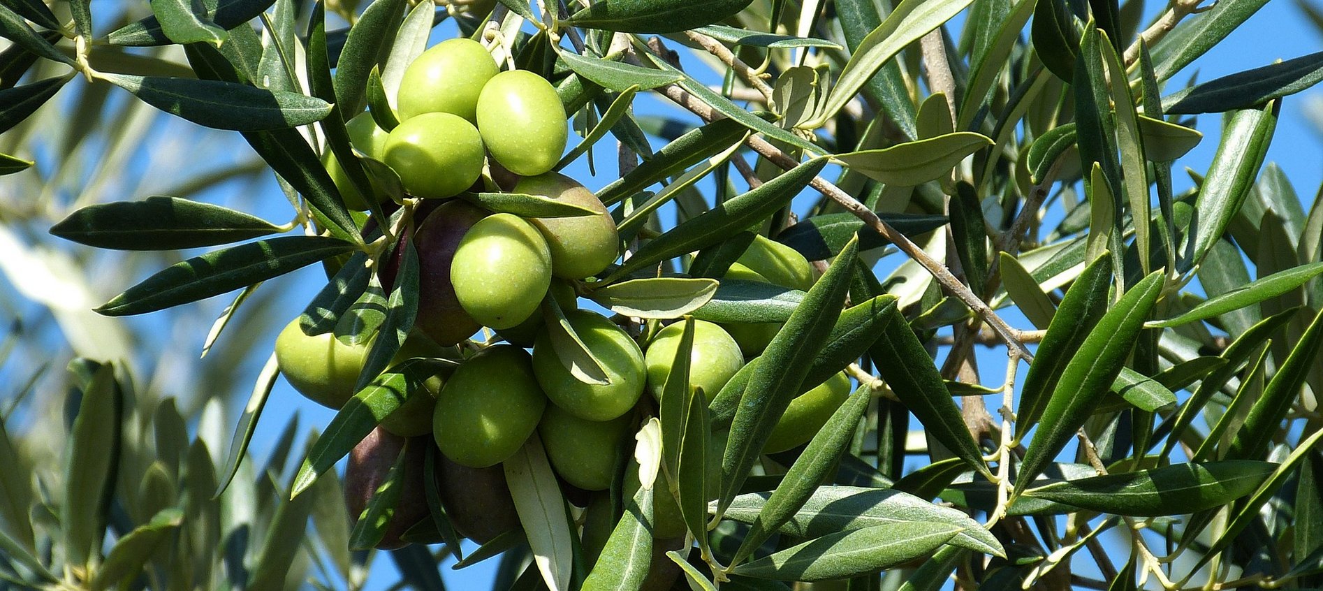 Nocellara del Belice
